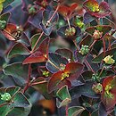 Euphorbia dulcis (wilczomlecz słodki)