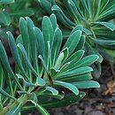 Euphorbia characias ssp. wulfenii (wilczomlecz błękitnawy Wulfena)