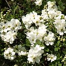 Exochorda ×macrantha (obiela mieszańcowa)