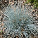 Festuca glauca (kostrzewa sina)