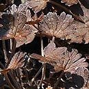 Geranium sessiliflorum Nigricans