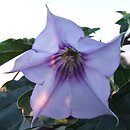 Datura tatula (bieluń dziędzierzawa odm. tatula)
