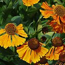 Helenium Waltraut