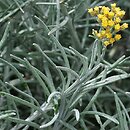 Helichrysum italicum (kocanki włoskie)