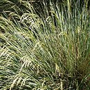Helictotrichon (owsica)