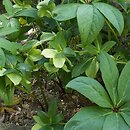Helleborus orientalis (ciemiernik wschodni)