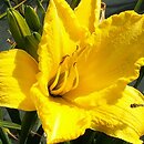 Hemerocallis ×hybrida Bells Appealing