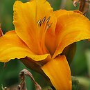 Hemerocallis ×hybrida Berliner Zimtstaub