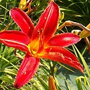 Hemerocallis ×hybrida Bess Ross