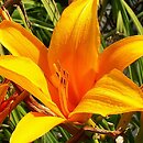 Hemerocallis ×hybrida Brillant Glow