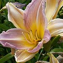Hemerocallis ×hybrida Butterfly Kisses