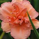 Hemerocallis ×hybrida Castle Double Debut