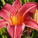 Hemerocallis ×hybrida Cherry Cheeks