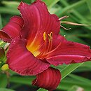 Hemerocallis ×hybrida Cologne Joker