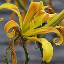 Hemerocallis ×hybrida Curly Cinnamon Windmill