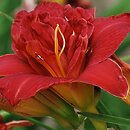 Hemerocallis ×hybrida Double Firecracker