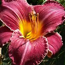 Hemerocallis ×hybrida Francis Hughes