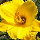 Hemerocallis ×hybrida Golden Surrey