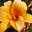 Hemerocallis ×hybrida Harriet Maxwellh