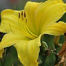 Hemerocallis ×hybrida Hudson Valley