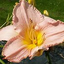 Hemerocallis ×hybrida Ida Wimberly Munson