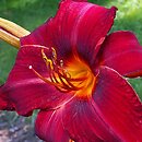 Hemerocallis ×hybrida Kardynał Wyszyński