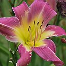 Hemerocallis ×hybrida Litling Lavender