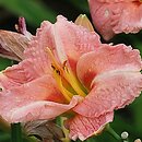 Hemerocallis ×hybrida Magic Dimples