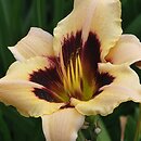 Hemerocallis ×hybrida Moonlit Masquerade