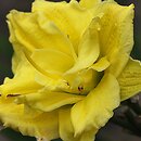 Hemerocallis ×hybrida Newberry Bobbie Jean