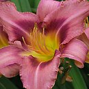 Hemerocallis ×hybrida Prairy Blue Bella