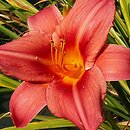Hemerocallis ×hybrida Queen of Roses