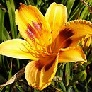 Hemerocallis ×hybrida Radiant Greetings