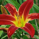 Hemerocallis ×hybrida Saratoga Pinwheel