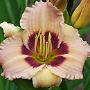 Hemerocallis ×hybrida Siloam Bo Peep
