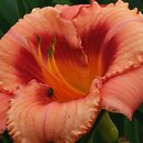 Hemerocallis ×hybrida Strawberry Candy