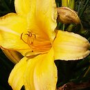Hemerocallis ×hybrida Winning Spirit