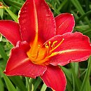 Hemerocallis ×hybrida Brigitte Bonet