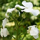 Hesperis matronalis ssp. candida (wieczornik damski biały)
