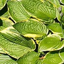 Hosta Grupa 'Fortunei'