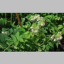 Hydrophyllum virginianum