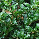 Ilex crenata (ostrokrzew bukszpanowy)