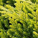 Juniperus horizontalis Golden Carpet