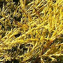 Juniperus horizontalis Limeglow