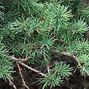 Larix laricina (modrzew amerykański)
