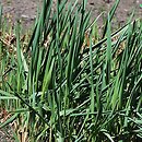 Leymus racemosus (wydmuchrzyca groniasta)