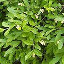 Ligustrum obtusifolium (ligustr tępolistny)