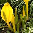Lysichiton americanus (tulejnik amerykański)