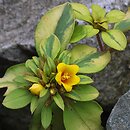 Lysimachia congestiflora (tojeść gęstokwiatowa)