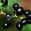 Actaea (czerniec)